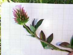 Trifolium squamosum
