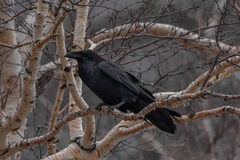 Corvus corax kamtschaticus