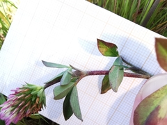 Trifolium squamosum