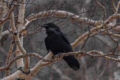 Corvus corax kamtschaticus