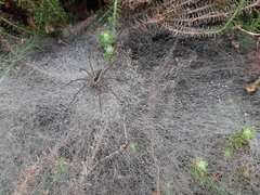 Araneae