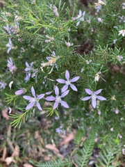 Philotheca salsolifolia