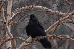 Corvus corax kamtschaticus