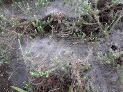 Araneae
