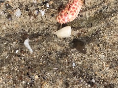 Paraxanthias taylori