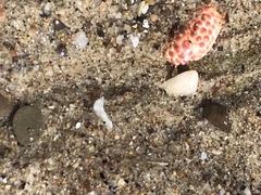 Paraxanthias taylori