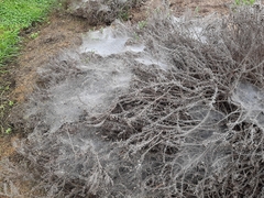 Araneae