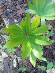 Helleborus cyclophyllus