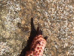 Paraxanthias taylori