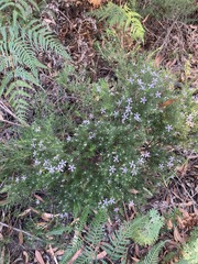 Philotheca salsolifolia