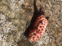 Paraxanthias taylori