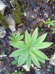Helleborus cyclophyllus