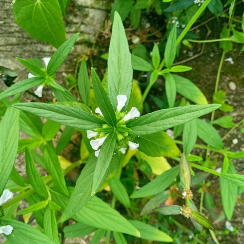 Image of Ceylon slitwort by (c) Beah Vega, some rights reserved (CC BY)