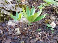 Helleborus cyclophyllus