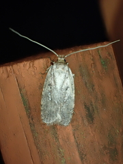 Agonopterix heracliana