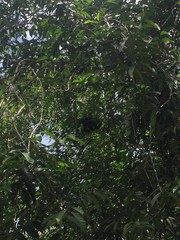 Alouatta pigra