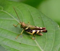 Apalacris varicornis