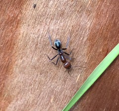 Iridomyrmex purpureus