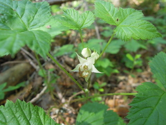 Rubus humulifolius
