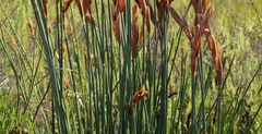 Elegia thyrsoidea