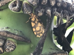 Miltochrista quadrilineata
