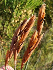 Elegia thyrsoidea