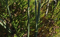 Elegia thyrsoidea