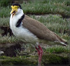 Black-shouldered Masked Lapwing - Photo (c) Grahame, some rights reserved (CC BY-NC-ND), uploaded by Grahame