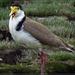 Black-shouldered Lapwing - Photo (c) Grahame, some rights reserved (CC BY-NC-ND), uploaded by Grahame