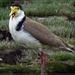 Black-shouldered Masked Lapwing - Photo (c) Grahame, some rights reserved (CC BY-NC-ND), uploaded by Grahame