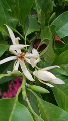 Magnolia × alba
