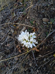 Gentianella corymbifera gracilis