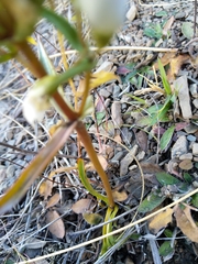 Gentianella corymbifera gracilis