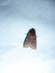 Cerastis leucographa