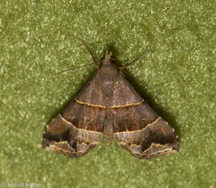 Abacena accincta