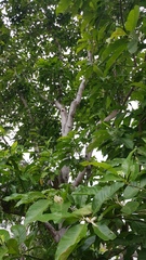 Magnolia × alba