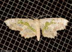 Trygodes solaniferata