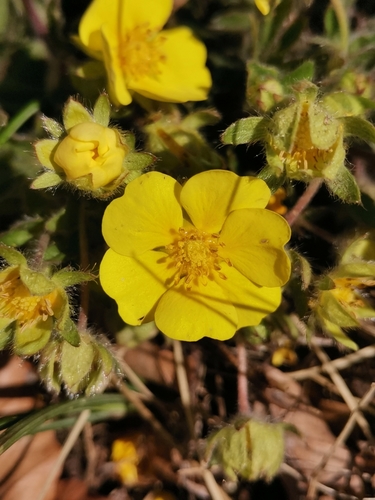 Image of Potentilla pusilla by (c) Ljaž, some rights reserved (CC BY)