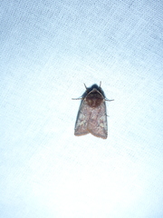 Cerastis leucographa