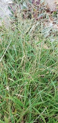 Digitaria sanguinalis