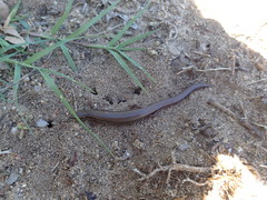 Calyptotis scutirostrum