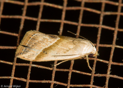 Micrathetis