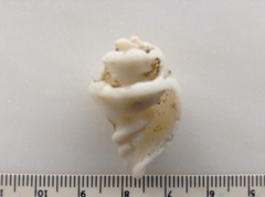 Cancellaria reticulata image