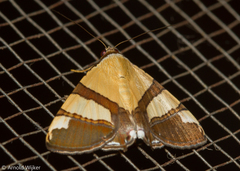 Eulepidotis julianata