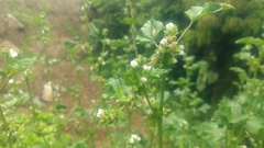 Malva verticillata crispa