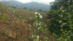 Malva verticillata crispa