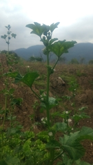 Malva verticillata crispa