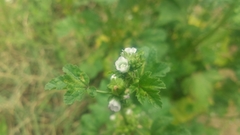 Malva verticillata crispa