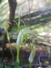 Pterostylis acuminata