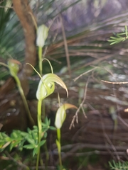 Pterostylis acuminata